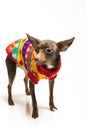 toy terrier dog in dog clothes Royalty Free Stock Photo