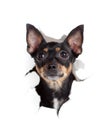 Toy terrier dog in paper side torn hole Royalty Free Stock Photo