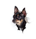 Toy terrier dog in paper side torn hole isolated Royalty Free Stock Photo