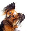 Toy terrier dog. Royalty Free Stock Photo