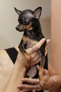 Toy Terrier on Hands