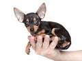 Toy Terrier in a mans hand Royalty Free Stock Photo