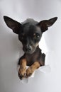 Toy Terrier Paper Royalty Free Stock Photo