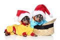Toy terrier puppies in Christmas hats