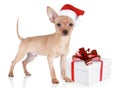 Toy terrier puppy in christmas hat with gift Royalty Free Stock Photo