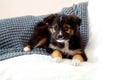 Toy terrier puppy lying on blanket on bed. Dog lies on sofa at home looks at camera. Puppy misses owners at home alone. Portrait Royalty Free Stock Photo