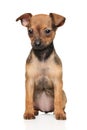 Toy Terrier puppy sits Royalty Free Stock Photo