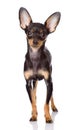 Toy Terrier puppy standing in front. Royalty Free Stock Photo