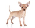 Toy terrier puppy on a white background Royalty Free Stock Photo