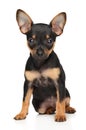 Toy Terrier puppy on a white background Royalty Free Stock Photo