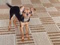 Toy terrier. Russian toy terrier on a brown carpet