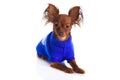 Toy terrier. Russian toy terrier on a white background. Funny li
