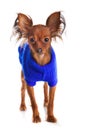 Toy terrier. Russian toy terrier on a white background. Funny li