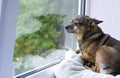 toy Terrier. A small dog is lying on the window looking out at the street. Waiting for his master home