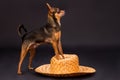 Toy-terrier on straw hat, studio shot. Royalty Free Stock Photo