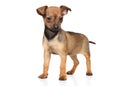 Toy Terrier tiny puppy in stand Royalty Free Stock Photo