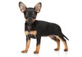 Toy Terrier tiny puppy in stand Royalty Free Stock Photo