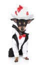 Toy terrier in a tuxedo and hat