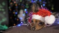 The Toy Terrier is a yellow New Year`s dog. Royalty Free Stock Photo