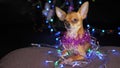 The Toy Terrier is a yellow New Year`s dog. Royalty Free Stock Photo