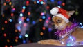 The Toy Terrier is a yellow New Year`s dog. Royalty Free Stock Photo