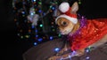 The Toy Terrier is a yellow New Year`s dog. Royalty Free Stock Photo