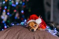 The Toy Terrier is a yellow New Year`s dog. Royalty Free Stock Photo