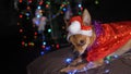 The Toy Terrier is a yellow New Year`s dog. Royalty Free Stock Photo