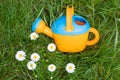 Toy watering can on the background of daisies Royalty Free Stock Photo
