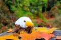 A toy white and brown bird sitting on a stump in leaf fall against a background of yellow trees and leaves. Autumn Park Royalty Free Stock Photo