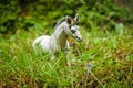 a toy white horse playing in the meadow