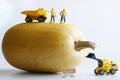 Toy workers, a forklift and a dump truck are harvesting a giant squash. The concept of assembling a giant crop in a miniature toy