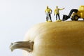 Toy workers with a jackhammer and a forklift are harvesting a giant vegetable marrow. A playful concept of a giant harvest in a