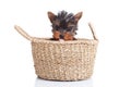 Toy yorkie sitting in a small basket