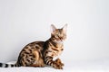 Toyger Bengal Cat On White Background. Generative AI