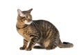 Toyger breed cat