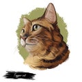 Toyger breed of domestic cat isolated on white. Digital art illustration of pussy kitten portrait, feline food cover design,