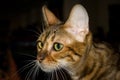 Toyger cat Royalty Free Stock Photo