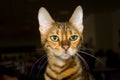 Toyger cat Royalty Free Stock Photo