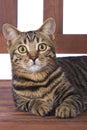 Toyger Cat on bench