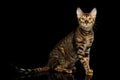 Toyger Cat on isolated Black Background