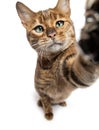 Toyger cat making a selfie with wide angle lens Royalty Free Stock Photo