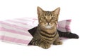 Toyger Cat in party bag Royalty Free Stock Photo