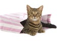 Toyger Cat in party bag