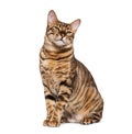 Toyger cat sitting and looking up with curious expression Royalty Free Stock Photo