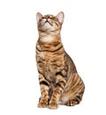 Toyger cat sitting and looking up with interest Royalty Free Stock Photo