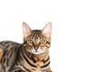 Toyger Cat On White Background. Generative AI