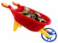 Toys: Plastic Wheelbarrel and Dry Leaves (2 of 2) Royalty Free Stock Photo