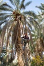 A worker climbing on a palm tree to cut the bunches of dates inside the palm grove