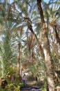A worker climbing on a palm tree to cut the bunches of dates inside the palm grove